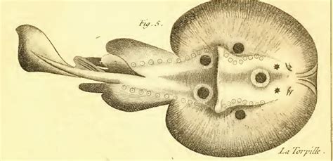 torpedo looking fish|Torpedo torpedo (Linnaeus, 1758) .